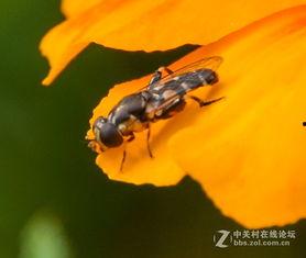 细腰蜂图片,神秘昆虫的生态探秘